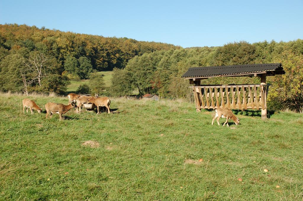 Wohlfuehlhotel Der Jaegerhof Willebadessen Eksteriør billede